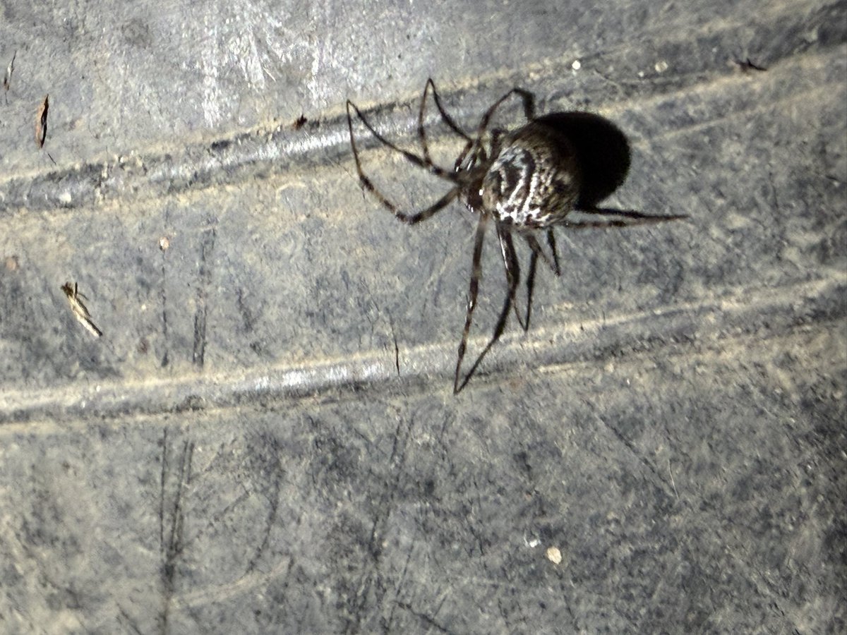 slug_120's tweet photo. So many spiders!!! #spiders #bugtwt https://t.co/53vvlFnaps
