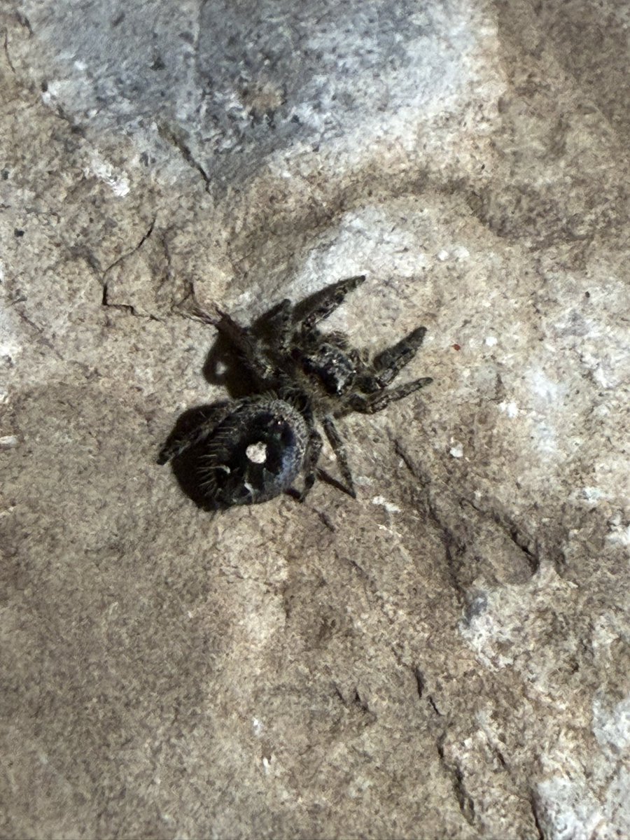 slug_120's tweet photo. So many spiders!!! #spiders #bugtwt https://t.co/53vvlFnaps