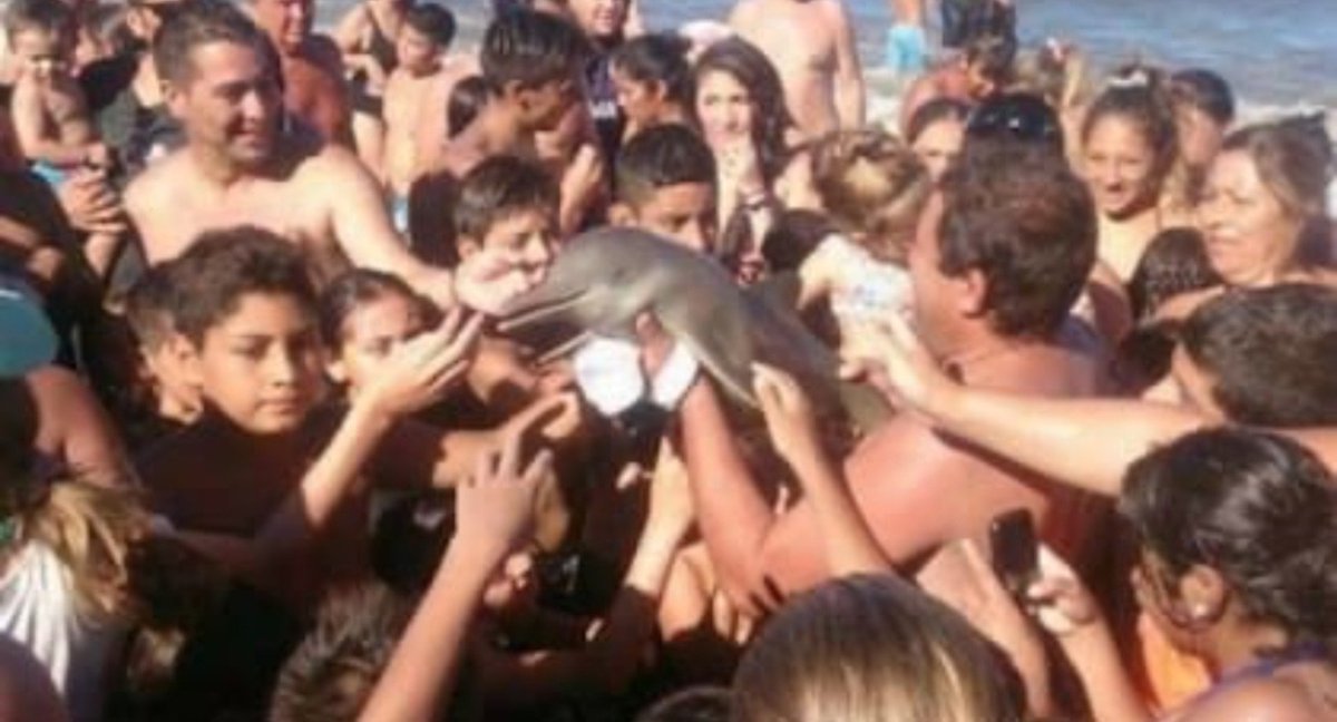 cornerofchiara's tweet photo. ES EL DELFIN DE SANTA TERESITA https://t.co/3FBWqltf01