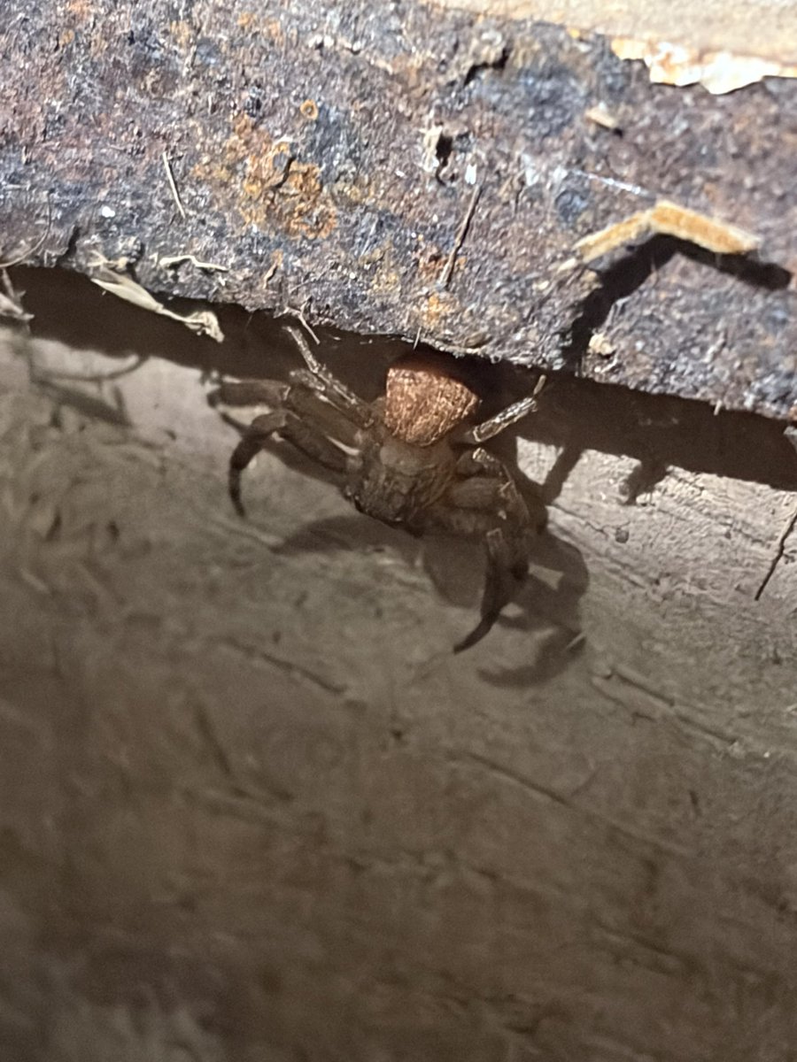 slug_120's tweet photo. Even more spiders?!?! #bugtwt #spider https://t.co/iLYq1PyCKW