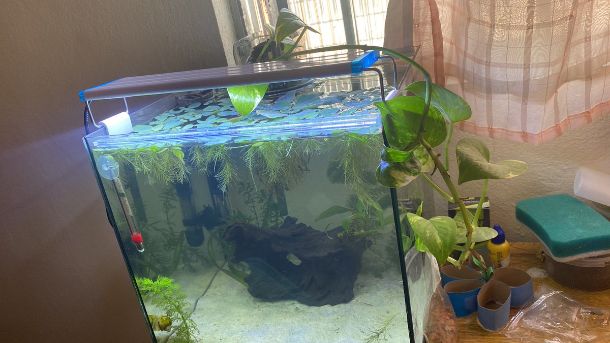 skylubss's tweet photo. Meu aquario coisa mais linda desse mundo queria morar aí dentro com meus peixinhos https://t.co/z8eEOq9epe
