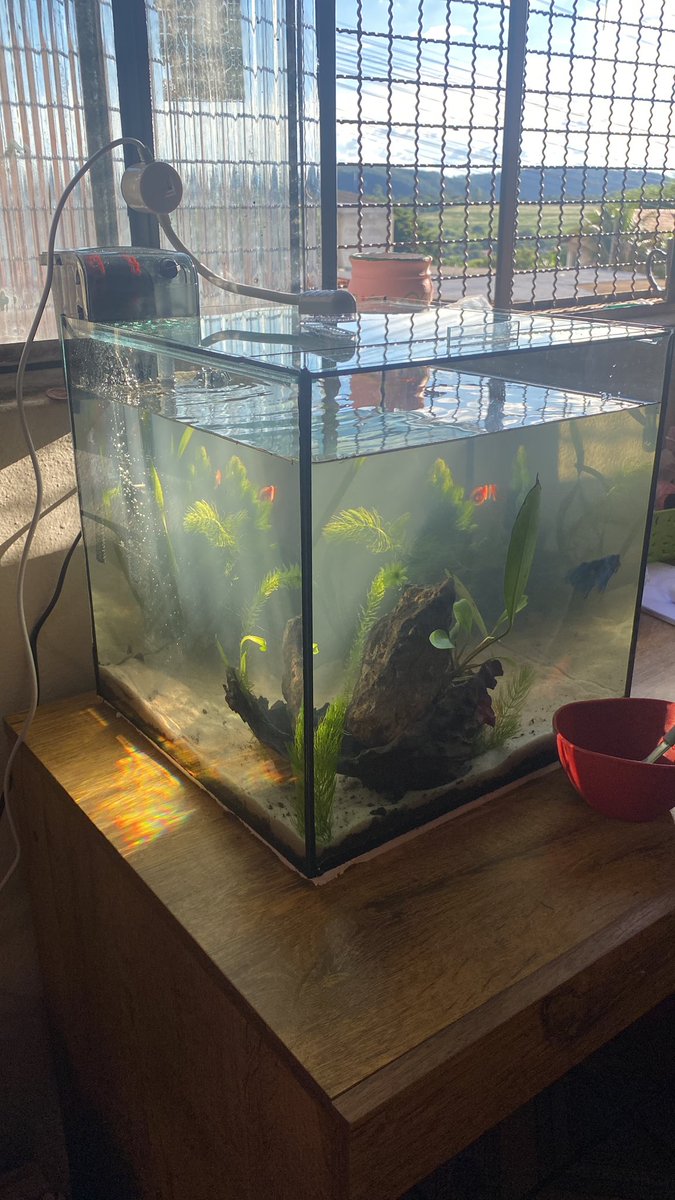 skylubss's tweet photo. Meu aquario coisa mais linda desse mundo queria morar aí dentro com meus peixinhos https://t.co/z8eEOq9epe