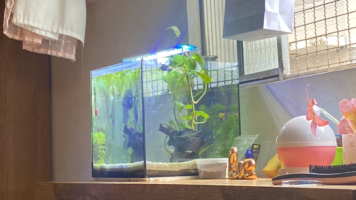 skylubss's tweet photo. Meu aquario coisa mais linda desse mundo queria morar aí dentro com meus peixinhos https://t.co/z8eEOq9epe