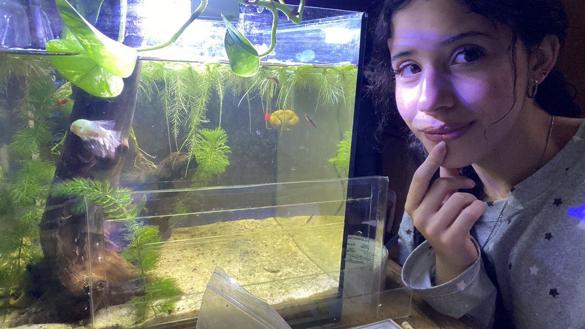 skylubss's tweet photo. Meu aquario coisa mais linda desse mundo queria morar aí dentro com meus peixinhos https://t.co/z8eEOq9epe