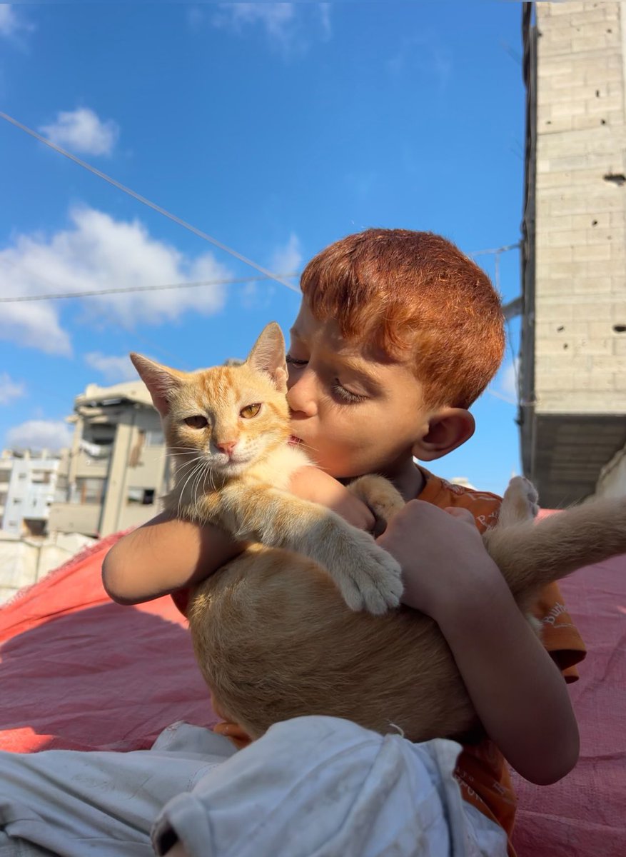 aseelswaid9's tweet photo. A Palestinian child in Gaza with his cat and his bird. https://t.co/CfFQgC2rCD
