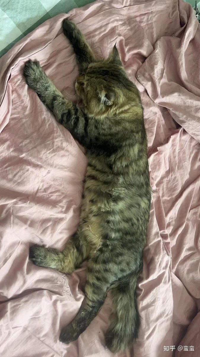 PaulettaMieth's tweet photo. Just finished folding the laundry, found a crumpled puppy snoozing right in the middle of the pile , soft win for today!， https://t.co/XEdVlOIt9V