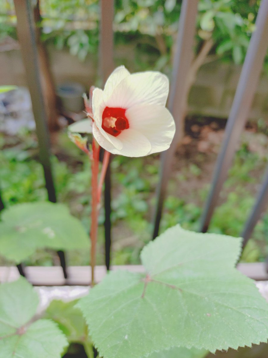 ddghatakaze's tweet photo. さて、この花は何でしょう😁 https://t.co/dFnsp7tKl3