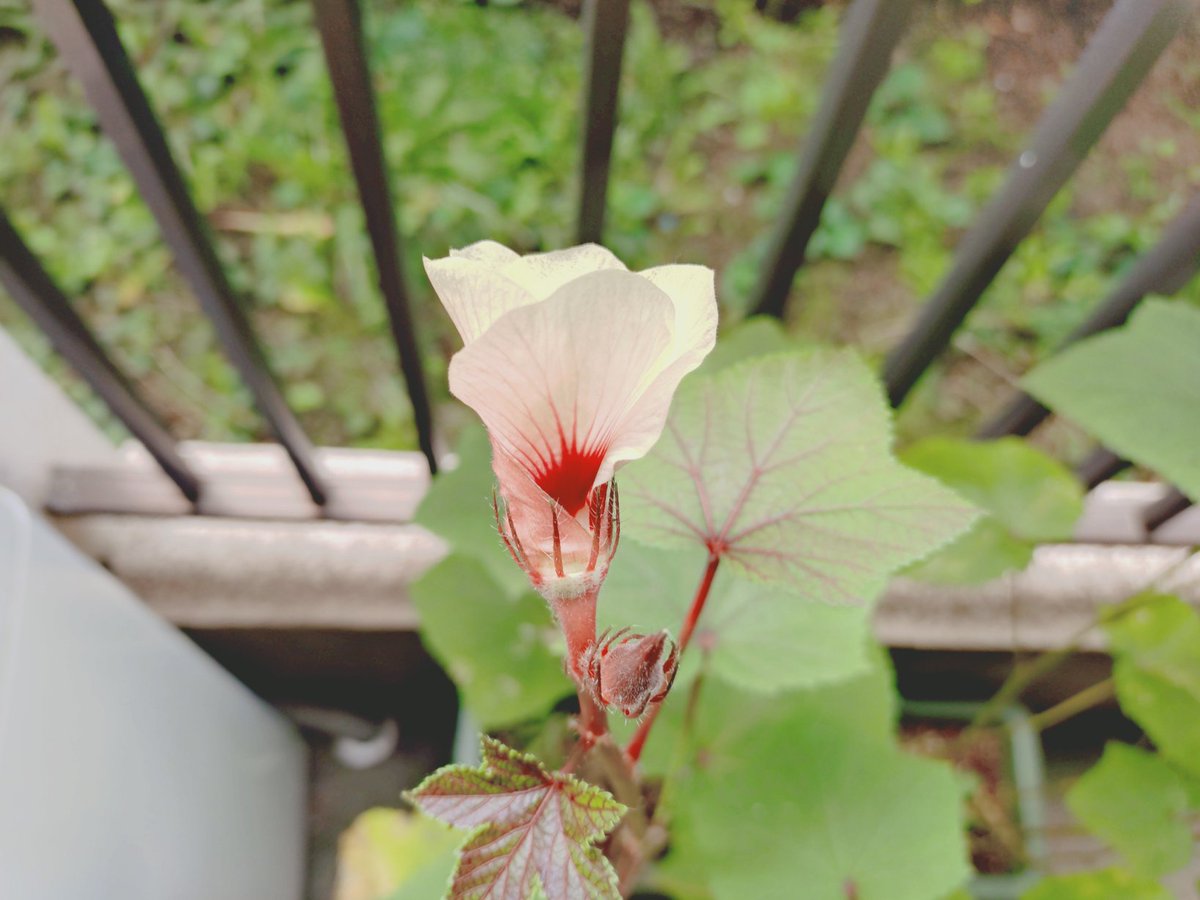 ddghatakaze's tweet photo. さて、この花は何でしょう😁 https://t.co/dFnsp7tKl3