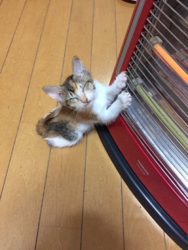 madaomoshiroi's tweet photo. ヒーター消したら急須に移動してたの草 https://t.co/n5basuC90g