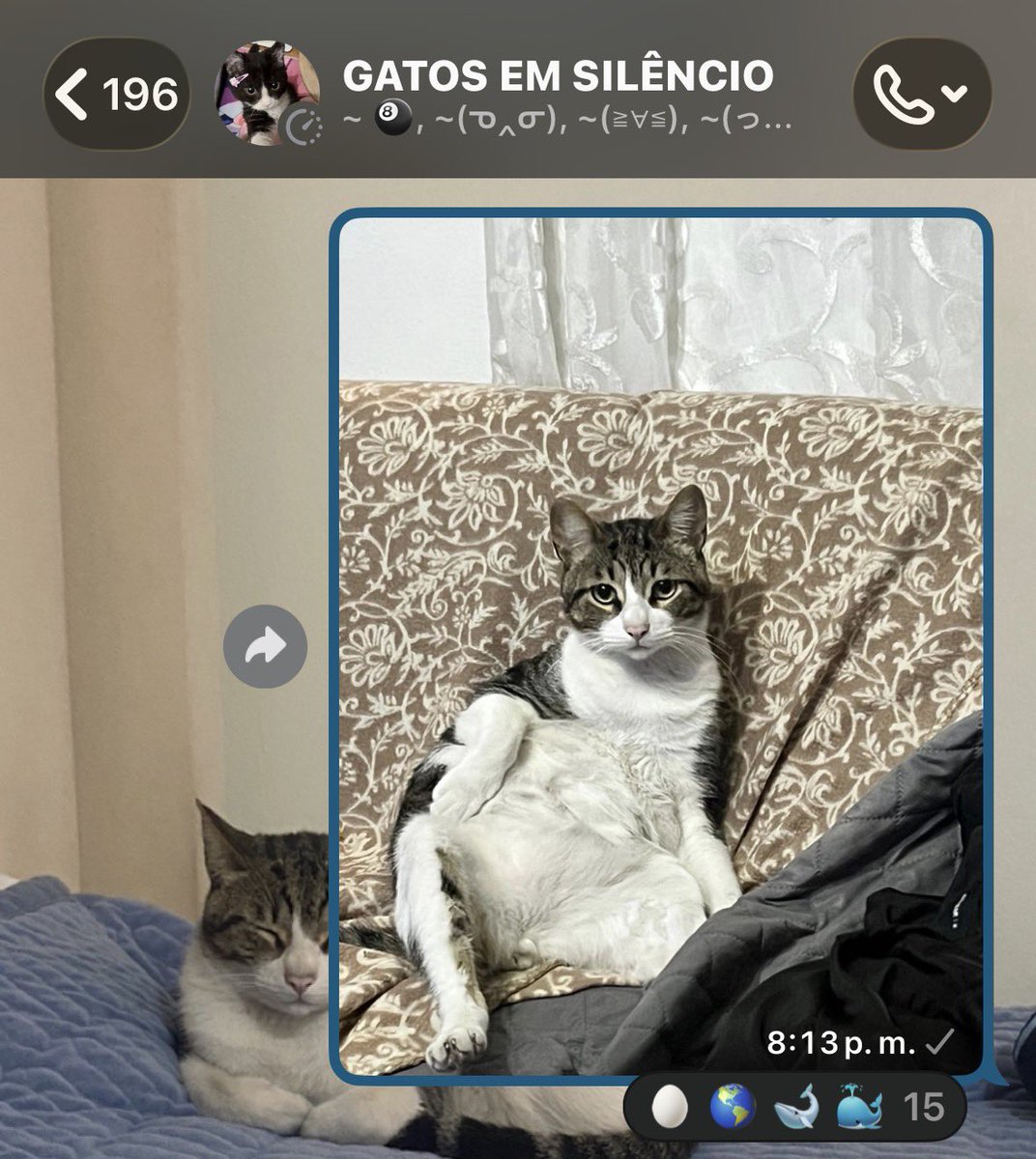 malibu_o's tweet photo. le están diciendo obeso ballena pelota a mi hijo en gatos en silencio 😭😭 https://t.co/lfSGIXC8s2