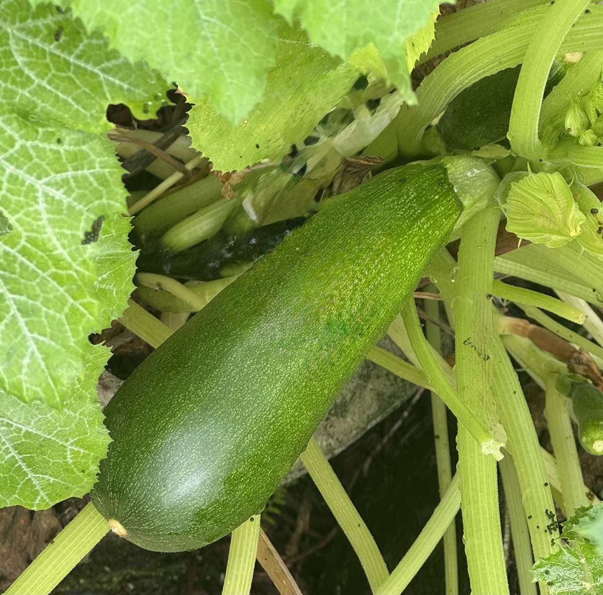 Syndica_ent's tweet photo. Fresh organic zucchini in the garden and sourdough starter rising on the shelf :) https://t.co/9duxENqply