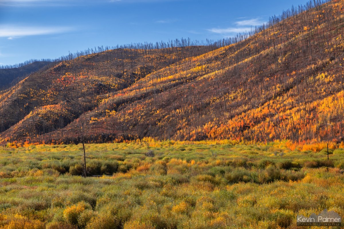krp234's tweet photo. 6 years of aspen growth after the East Troublesome Fire https://t.co/VNYwCxemUI