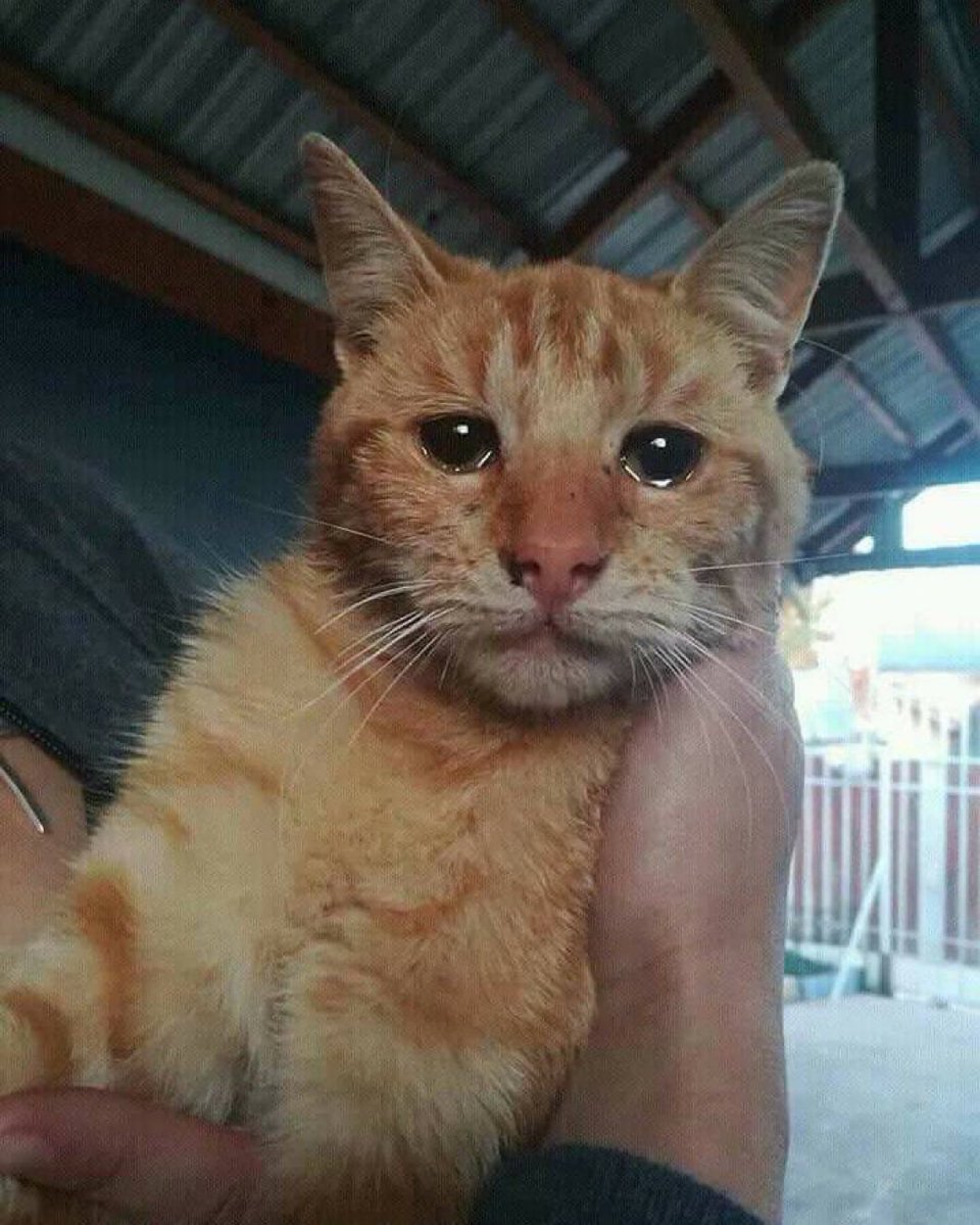 tolgaakpinar's tweet photo. Amerika Birleşik Devletleri'nde terk edilmiş bir kedi insanlar tarafından alınıp sahiplenildikten dakikalar sonra bu fotoğraf çekilmiş.

Hayvanların duyguları olmadığına inananlar Için. https://t.co/h5UnhaaJNT