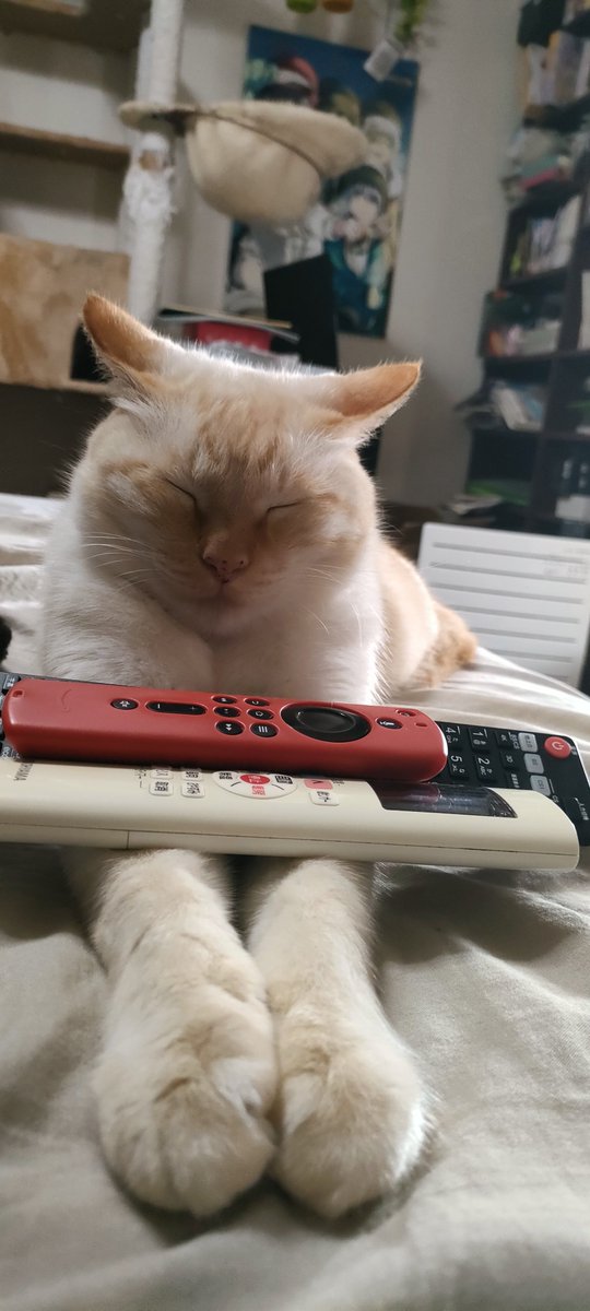 Galulun's tweet photo. ラッキー、さっきまで猫じゃらしを追いかけて大暴れしてたけど、なんか動かなくなったからリモコン置きにしてみた…やっぱり動かない
#猫のいる暮らし https://t.co/CVD14F281z