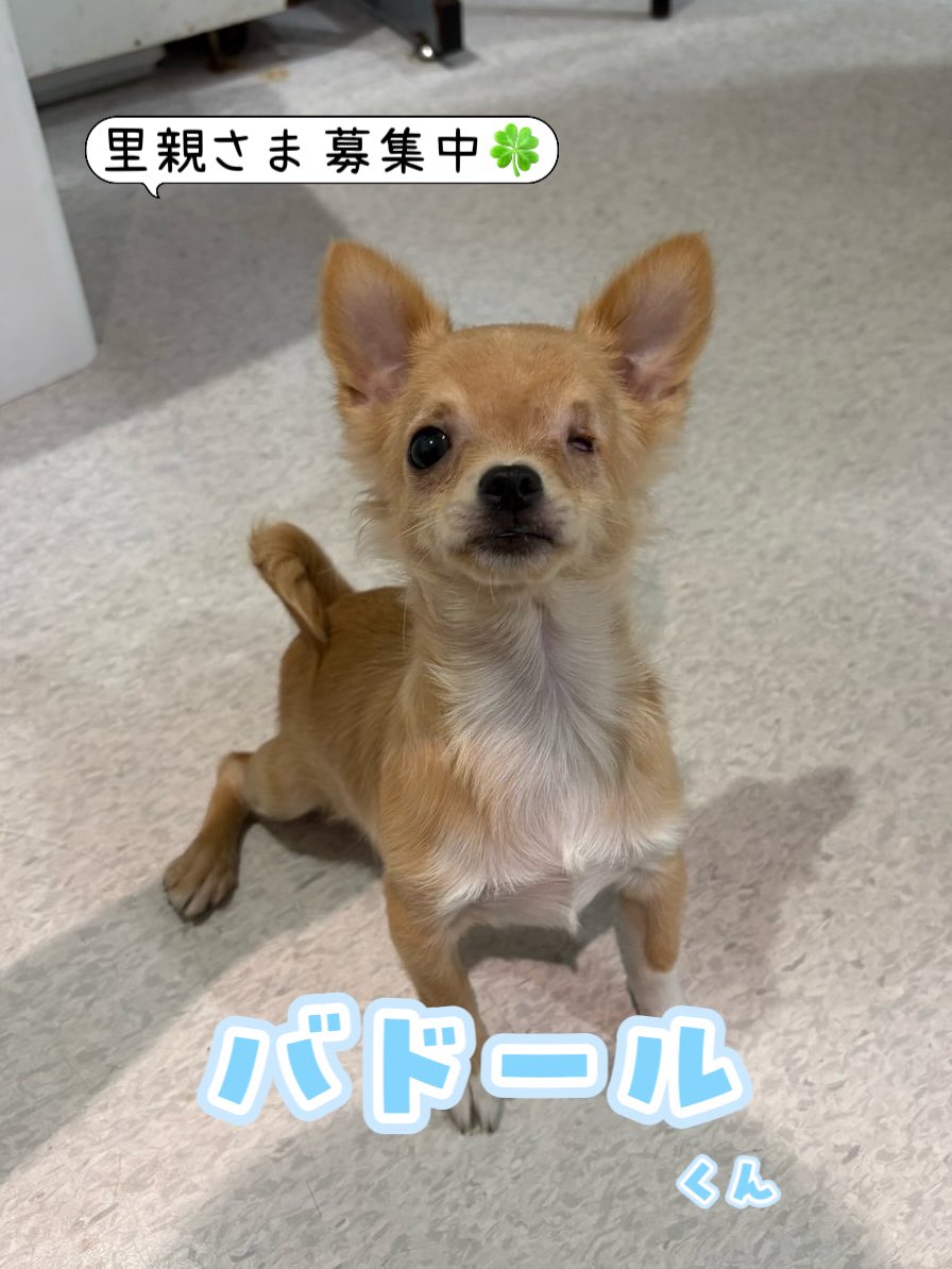 hogokencafet's tweet photo. #里親さま募集中
バドール
#ロングコートチワワ
2026.5.12生まれ/男の子/1.70kg

約4ヶ月のバドールくん👶🏻🍼
生まれつき左目がないとの���で保護されました。

ワクチン接種が全て終わっていないため、カフェでみんなと遊ぶのはもう少し先になりますがバックヤードで元気に過ごしてくれています🐾 https://t.co/FqjfoyYvrT