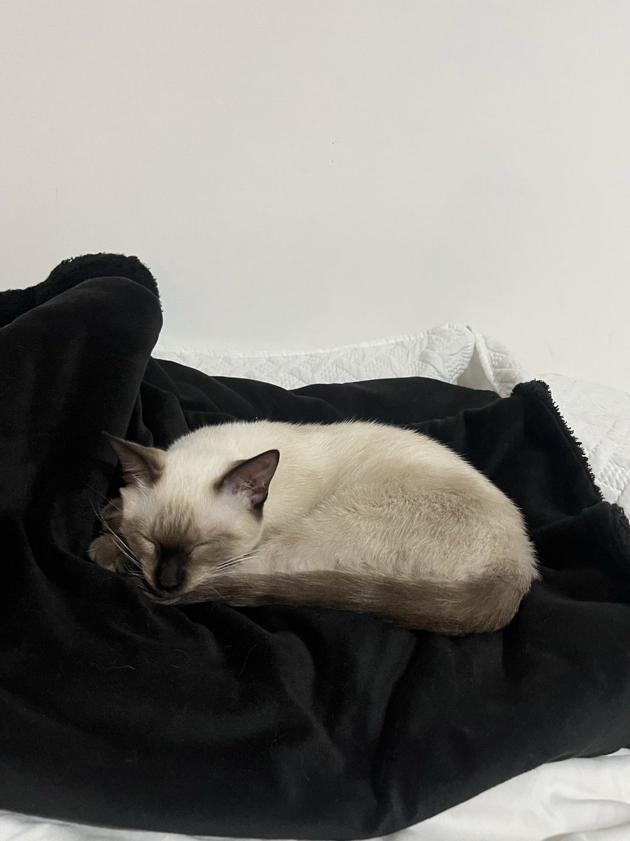 heymomito's tweet photo. @_lolabunny07 Podés pasarme el tutorial de cómo hiciste la camisita? Ya casi le toca castrar a mi gatita también https://t.co/IXMWxayMEB