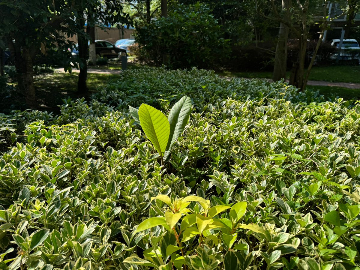 kkkkkssw's tweet photo. Today I made friends with 仁笆貌伊虐, a unique plant that looks like a gentle brush holding a hidden gentle power. https://t.co/UJNdPrk707