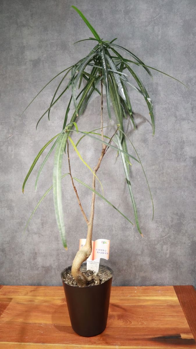 greenterrace109's tweet photo. 【植物のある暮らし】
3,000円前後で、少し高さのあるグリーンを探している方へ🌿
ブラキチトンは高さ約70cm。
細身の幹と切れ込みのある葉で、空間に軽やかな印象をプラスできます。

▶https://t.co/YvZZ20OLU9
#観葉植物
#植物のある暮らし
#愛媛 https://t.co/3CsIBemPhN
