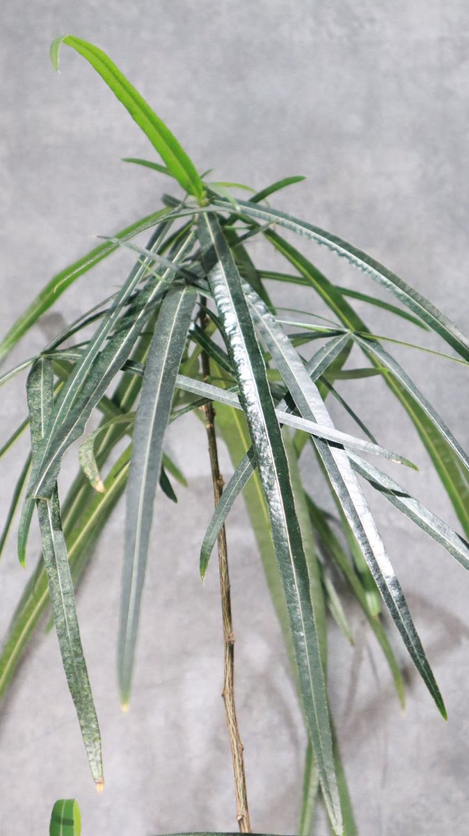 greenterrace109's tweet photo. 【植物のある暮らし】
3,000円前後で、少し高さのあるグリーンを探している方へ🌿
ブラキチトンは高さ約70cm。
細身の幹と切れ込みのある葉で、空間に軽やかな印象をプラスできます。

▶https://t.co/YvZZ20OLU9
#観葉植物
#植物のある暮らし
#愛媛 https://t.co/3CsIBemPhN