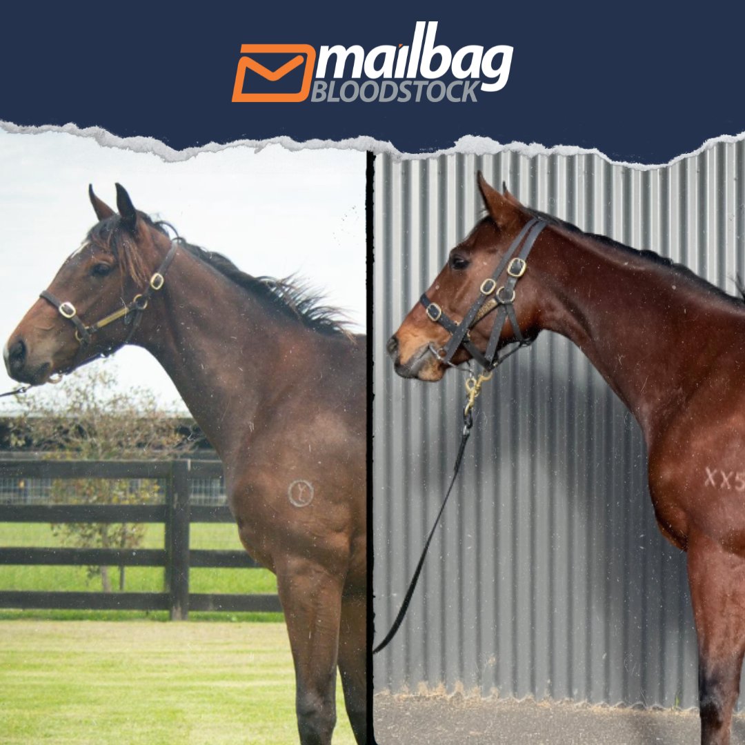 TMBBloodstock's tweet photo. Two runners today 👇

#ArtieLady heads to Ballina (R4) looking to build on the improvement we saw from her last start. Her first two runs this preparation were well below expectations, but she bounced back strongly last time when stepping up in trip. She draws well again today and, provided she can stay in touch early, she should be competitive.

#Luscombe heads to Bendigo (R4) for her first run with new trainer Logan McGill and her new ownership group. Her draw has improved with scratchings and, provided she handles the heavy track, we expect her to run well, with improvement to come.

Best of luck to the connections! 🤝