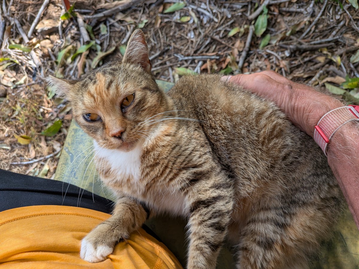 joe_ironman's tweet photo. Scruffy showing me sympathy since I spent most of the day in Kona ..
#hawaii #bigisland
#xoskinusa
#hawaiiultra #teamfireball
Noxgear lighted vests for you and your pets! https://t.co/gMUYlIrtug https://t.co/Yh1Jed8cfU