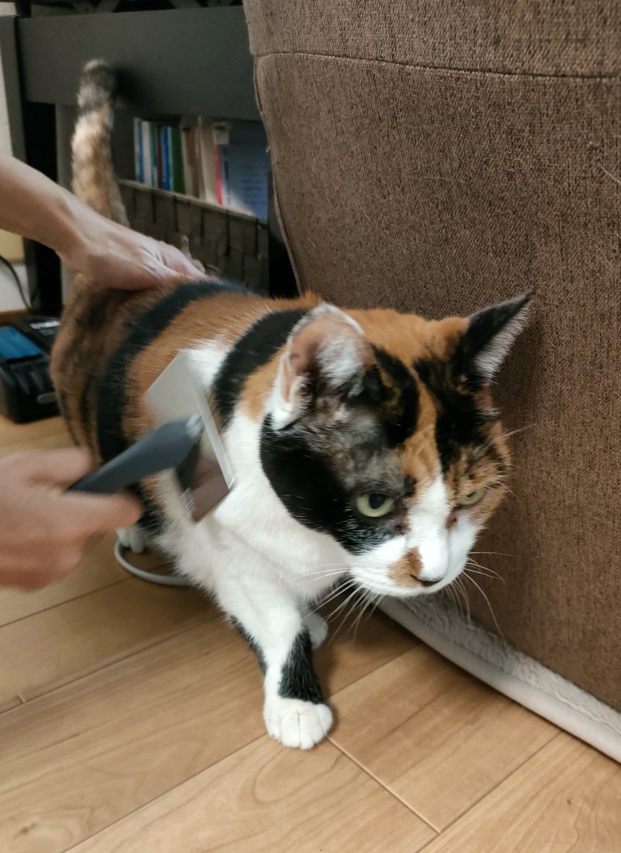 CalicoCat_Chiyo's tweet photo. ちよブラシ嫌いにゃ https://t.co/1Gd9Foy7Eg