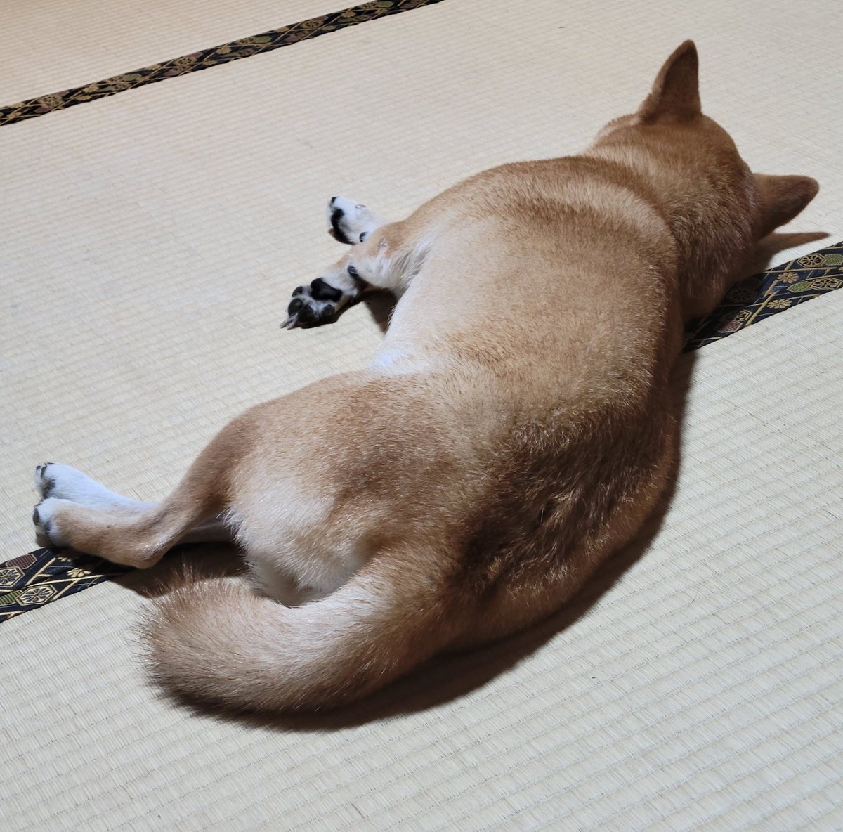 SaltSummerDog's tweet photo. 今朝の落ちてる🥖 https://t.co/wmclkIVMD2