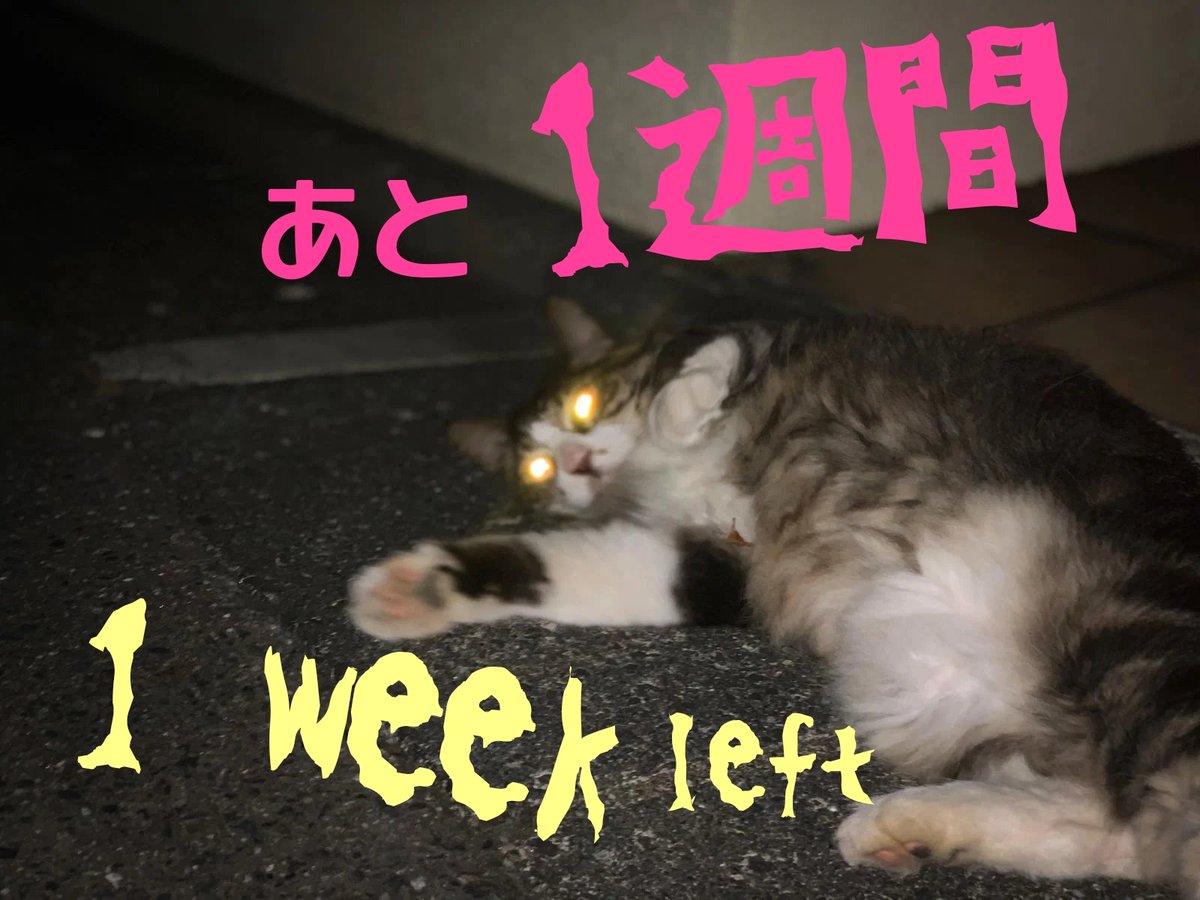 bakenekoparade's tweet photo. 【あと1週間！】
1 week left !

神楽坂　化け猫フェスティバル
【公式ホームページ】
Bakeneko Festival 2026
【Official Website】
https://t.co/eWvNlm7pA3　　← English version available! https://t.co/e0IVUqysaQ
