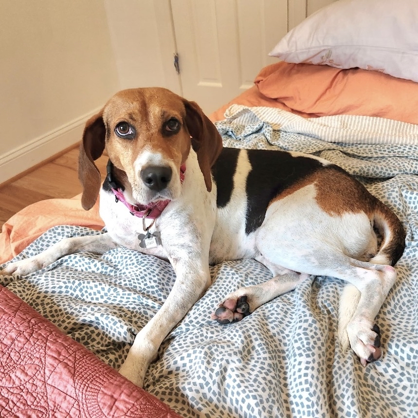 lostdogrescue's tweet photo. ✨Sweet Lizzo is ready to trade kennel life for a forever home, cozy snuggles, and plenty of adventures ✨

Lizzo is a 5-year-old, 45 lb hound mix who absolutely comes alive when she goes outside or gets to be with her people! Her nose is always working, and she has the cutest little bouncy prance when she’s happily sniffing and exploring. 🥰

She’s an easy walking companion and has been wonderfully unbothered by all the bustle around her. Nature is definitely her safe space, and she loves having room to explore.

Lizzo is affectionate, house trained, adaptable, and has done well around other dogs with thoughtful introductions. This loving girl is ready for her next adventure — could it be with you? ❤️

❣️ MEET LIZZO TOMORROW ❣️

📍 Sterling PetSmart | Sterling, VA
📅 Sunday, October 4 | 1–3 PM
🔗 Event info: https://t.co/0OZDSkFREY