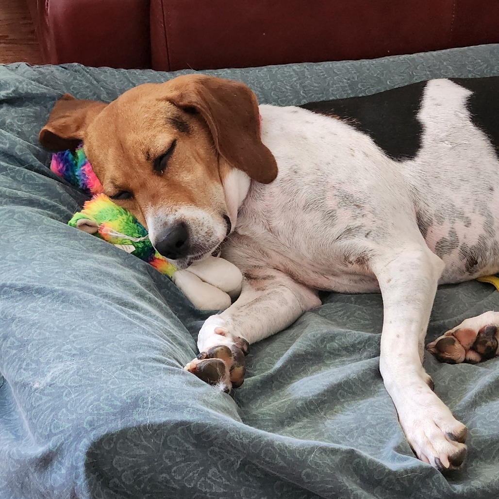 lostdogrescue's tweet photo. ✨Sweet Lizzo is ready to trade kennel life for a forever home, cozy snuggles, and plenty of adventures ✨

Lizzo is a 5-year-old, 45 lb hound mix who absolutely comes alive when she goes outside or gets to be with her people! Her nose is always working, and she has the cutest little bouncy prance when she’s happily sniffing and exploring. 🥰

She’s an easy walking companion and has been wonderfully unbothered by all the bustle around her. Nature is definitely her safe space, and she loves having room to explore.

Lizzo is affectionate, house trained, adaptable, and has done well around other dogs with thoughtful introductions. This loving girl is ready for her next adventure — could it be with you? ❤️

❣️ MEET LIZZO TOMORROW ❣️

📍 Sterling PetSmart | Sterling, VA
📅 Sunday, October 4 | 1–3 PM
🔗 Event info: https://t.co/0OZDSkFREY