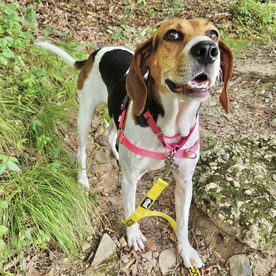 lostdogrescue's tweet photo. ✨Sweet Lizzo is ready to trade kennel life for a forever home, cozy snuggles, and plenty of adventures ✨

Lizzo is a 5-year-old, 45 lb hound mix who absolutely comes alive when she goes outside or gets to be with her people! Her nose is always working, and she has the cutest little bouncy prance when she’s happily sniffing and exploring. 🥰

She’s an easy walking companion and has been wonderfully unbothered by all the bustle around her. Nature is definitely her safe space, and she loves having room to explore.

Lizzo is affectionate, house trained, adaptable, and has done well around other dogs with thoughtful introductions. This loving girl is ready for her next adventure — could it be with you? ❤️

❣️ MEET LIZZO TOMORROW ❣️

📍 Sterling PetSmart | Sterling, VA
📅 Sunday, October 4 | 1–3 PM
🔗 Event info: https://t.co/0OZDSkFREY