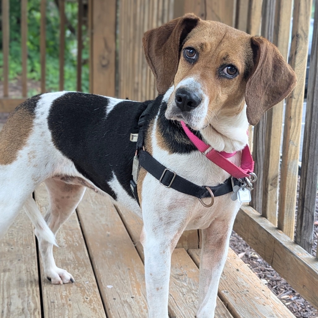 lostdogrescue's tweet photo. ✨Sweet Lizzo is ready to trade kennel life for a forever home, cozy snuggles, and plenty of adventures ✨

Lizzo is a 5-year-old, 45 lb hound mix who absolutely comes alive when she goes outside or gets to be with her people! Her nose is always working, and she has the cutest little bouncy prance when she’s happily sniffing and exploring. 🥰

She’s an easy walking companion and has been wonderfully unbothered by all the bustle around her. Nature is definitely her safe space, and she loves having room to explore.

Lizzo is affectionate, house trained, adaptable, and has done well around other dogs with thoughtful introductions. This loving girl is ready for her next adventure — could it be with you? ❤️

❣️ MEET LIZZO TOMORROW ❣️

📍 Sterling PetSmart | Sterling, VA
📅 Sunday, October 4 | 1–3 PM
🔗 Event info: https://t.co/0OZDSkFREY