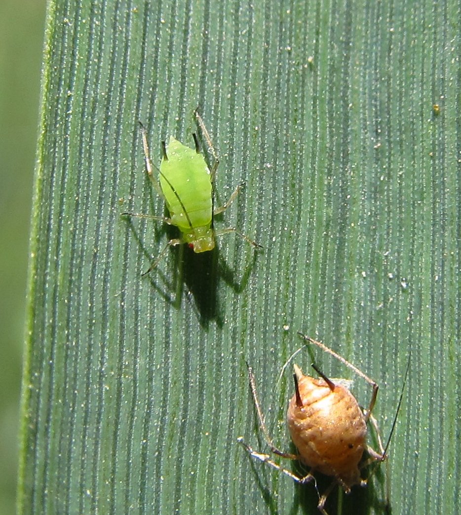 woni23029792's tweet photo. [Woke too early, saw an aphid on my pride plant! Panicked, then excitedly pinched it off—what a tiny pest scare turned little win!] https://t.co/HjFWXQ1D8T