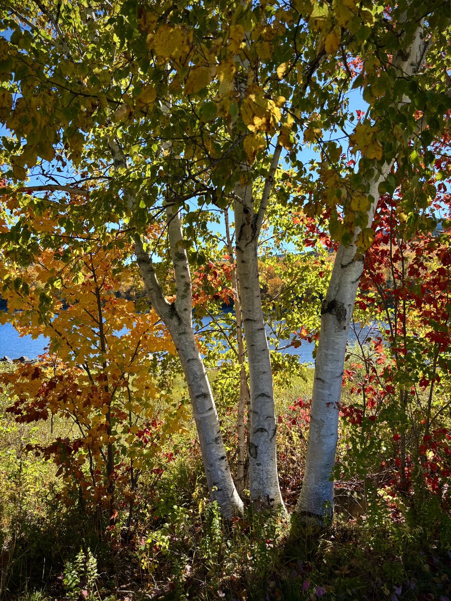 RonFilipkowski's tweet photo. 4 pics from today’s western Maine and NH fall foliage road trip in the White Mountains. https://t.co/CoDNiSkHp7