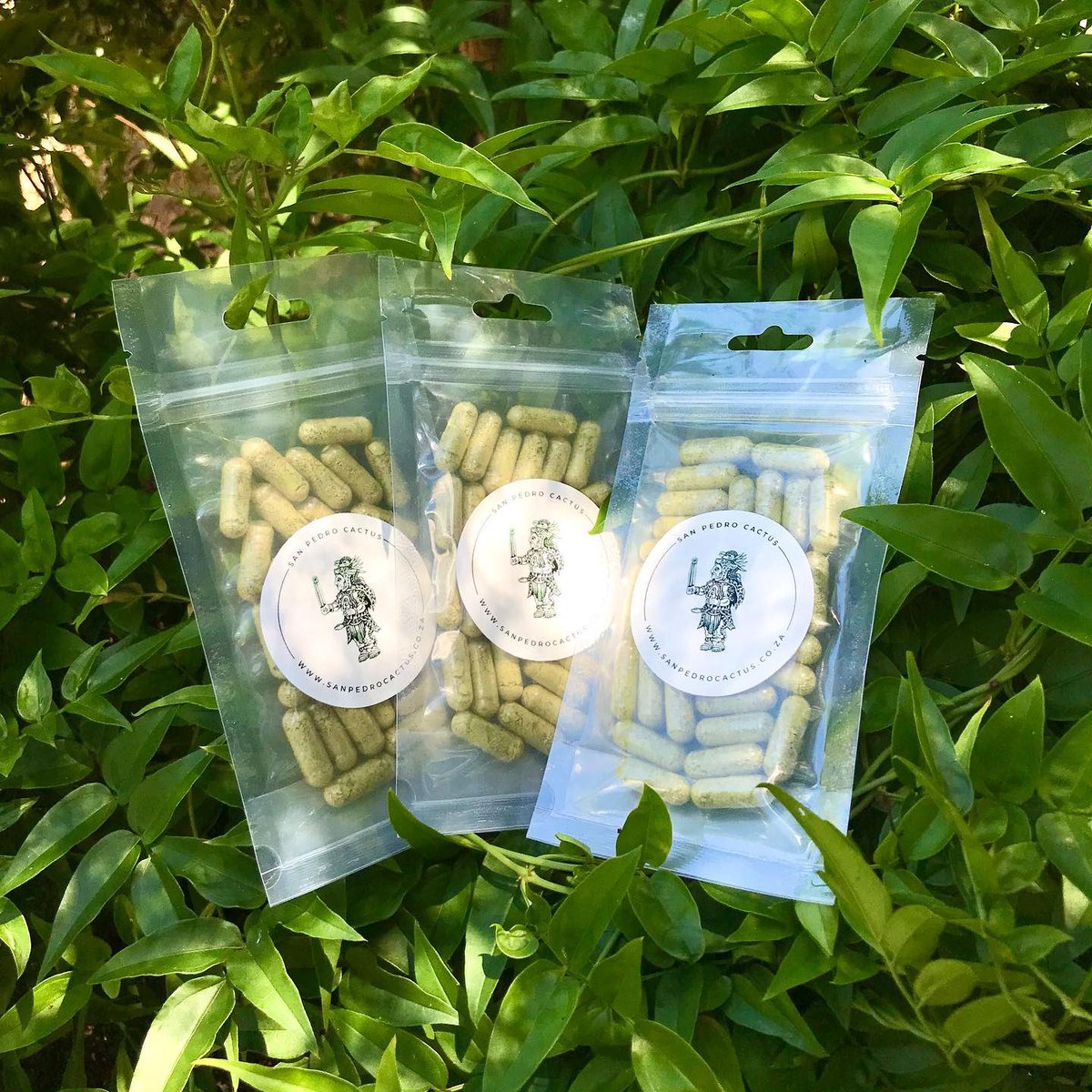 jamessmiths07's tweet photo. Best Consumption Method
You can also dry, powder, &amp; place in capsules or ‘STB’ extract mescaline.
I recommend removing the outer skin after freezing, along with the core. Then cap/extract it. This avoids the intensely bitter tea that you normally have to drink(salt can help).6/11 https://t.co/1pDKoyxPr0