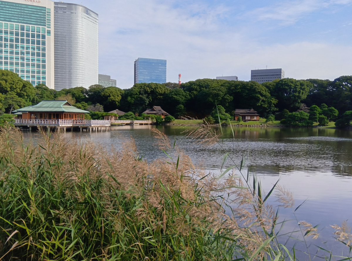 HamarikyuGarden's tweet photo. お散歩日和の日曜日です。#ススキ の穂が風に揺れています。秋の風情をお楽しみください。

#浜離宮 #garden https://t.co/m5wJppRX15
