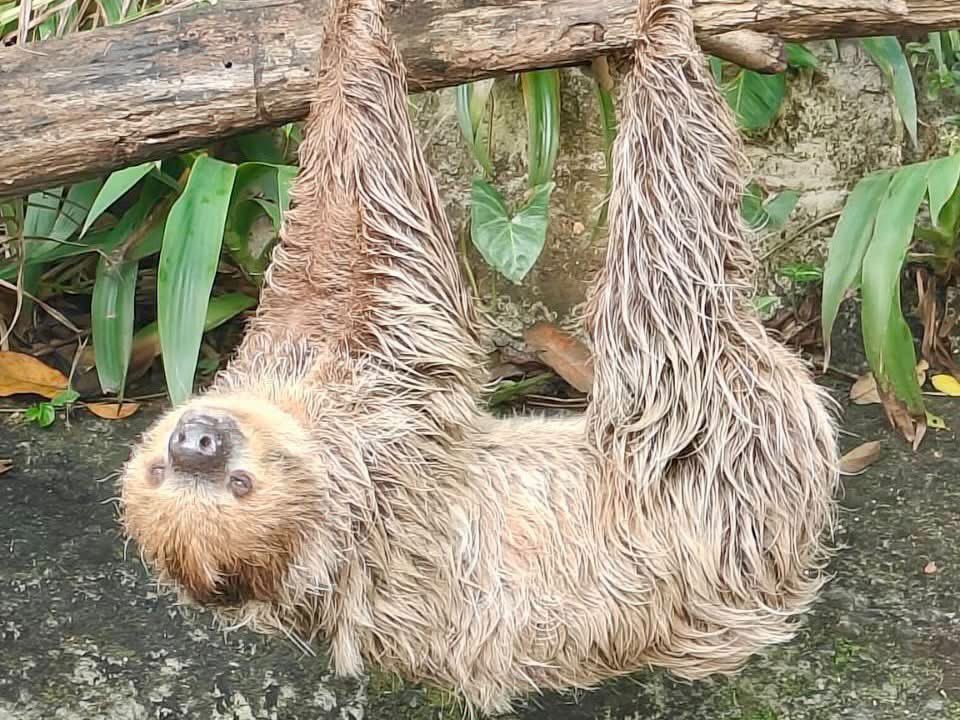 KhaokheowZoo's tweet photo. 4 ตุลาคม วันสัตว์โลก (World Animal Day)

#วันสัตว์โลก #WorldAnimalDay 
#สวนสัตว์เปิดเขาเขียว
 #องค์การสวนสัตว์ https://t.co/F1svR7Ek0M