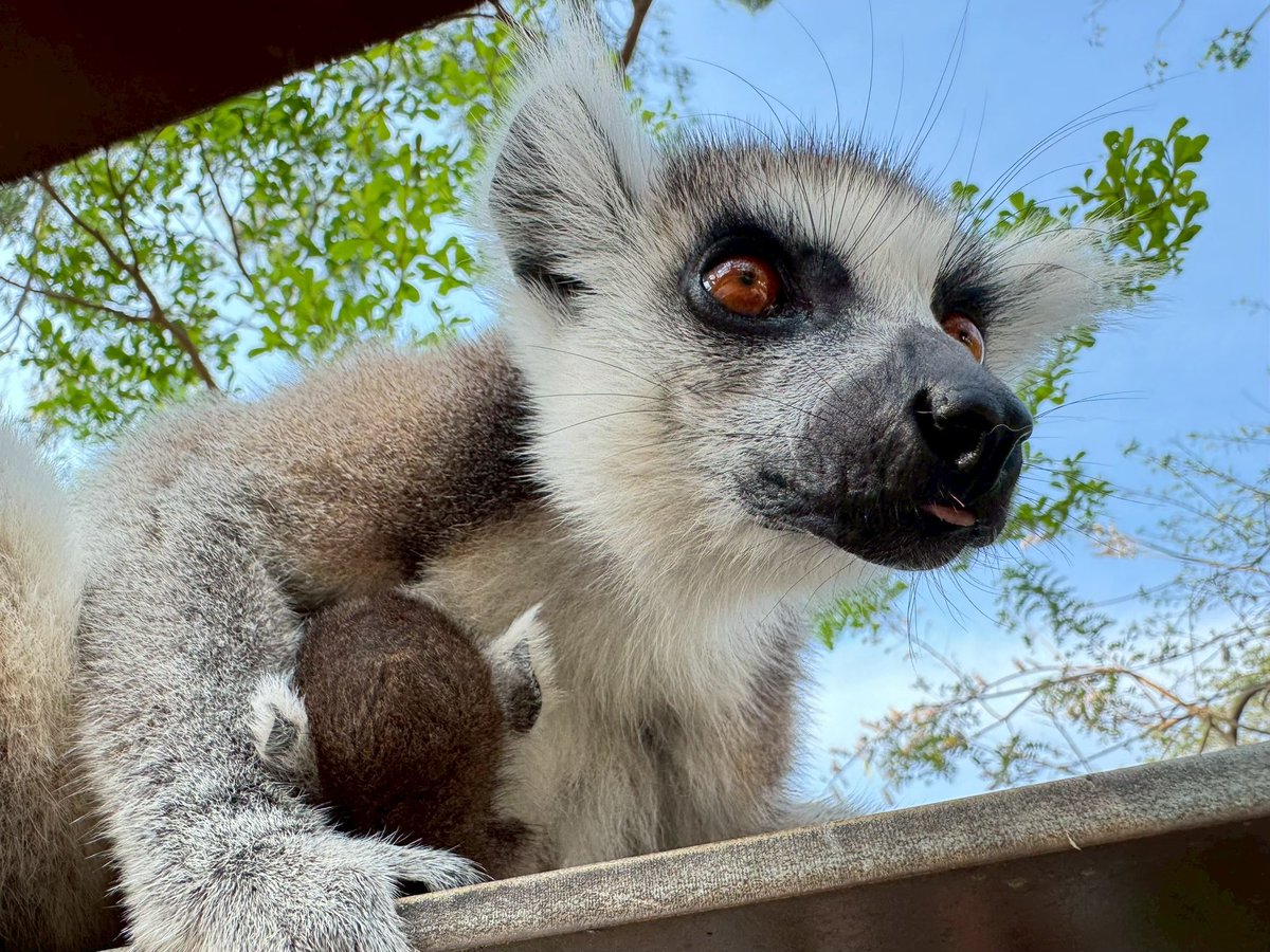 KhaokheowZoo's tweet photo. 4 ตุลาคม วันสัตว์โลก (World Animal Day)

#วันสัตว์โลก #WorldAnimalDay 
#สวนสัตว์เปิดเขาเขียว
 #องค์การสวนสัตว์ https://t.co/F1svR7Ek0M