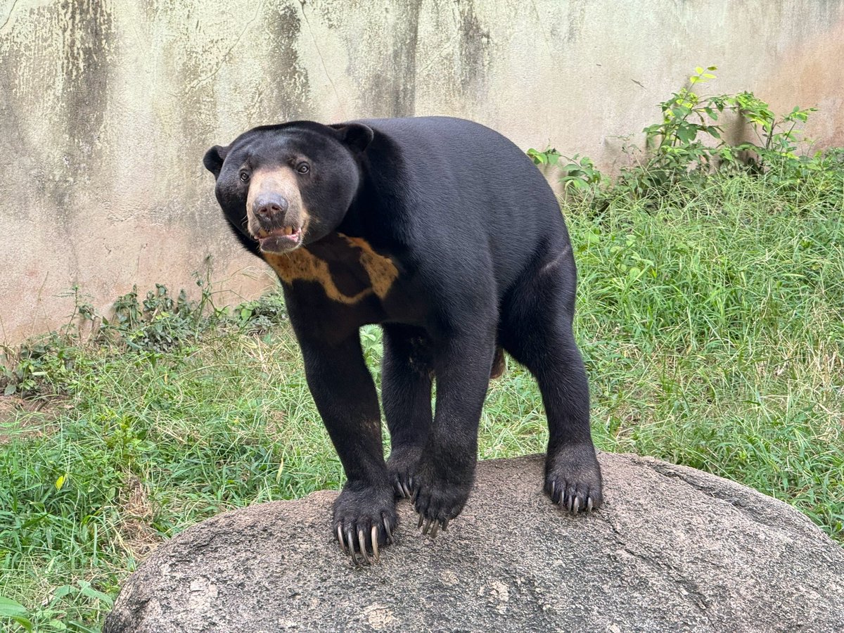 KhaokheowZoo's tweet photo. 4 ตุลาคม วันสัตว์โลก (World Animal Day)

#วันสัตว์โลก #WorldAnimalDay 
#สวนสัตว์เปิดเขาเขียว
 #องค์การสวนสัตว์ https://t.co/F1svR7Ek0M