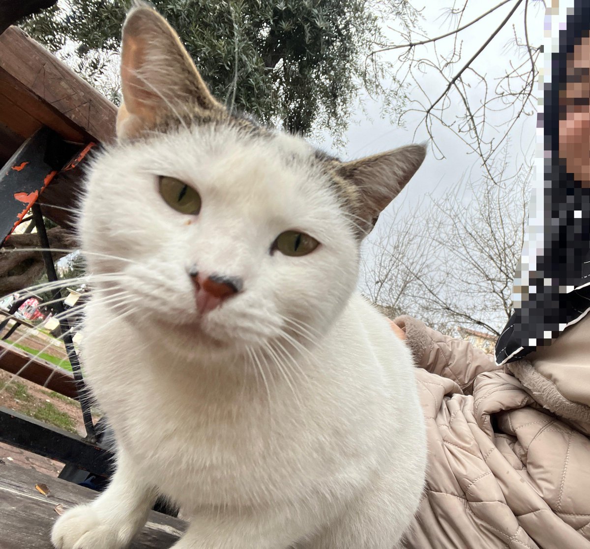 _kartaneesii's tweet photo. Abi fanınım  resim çekilebilirmiyiz  dedim oda poz verdi sağolsun beni kırmadı 😺 https://t.co/5LPtbEHsBY
