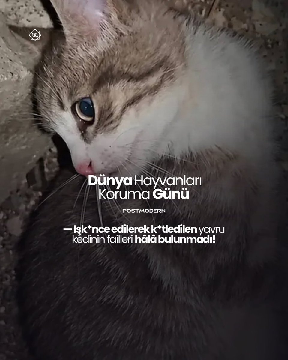 bestfuckinav's tweet photo. 4 EKİM | Bugün, Dünya Hayvanları Koruma Günü

— İş*ence edilerek k*tledilen yavru kedinin failleri hâlâ bulunmadı! https://t.co/3yGcnnbKp6
