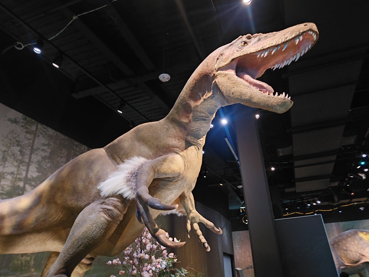 SizzlingSnakes's tweet photo. Dryptosaurus. Or "East coast T. rex" as an employee called it. Also life size. my favorite thing about dinos in museums is seeing how large they were in life. Dryptosaurus was found in a quarry just like the one at the museum, in the same county in NJ https://t.co/V5emgE7yS6