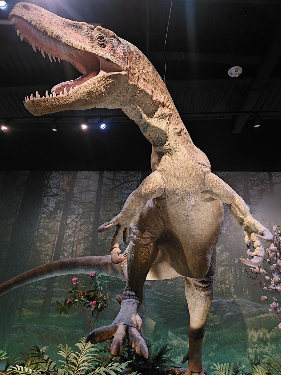 SizzlingSnakes's tweet photo. Dryptosaurus. Or "East coast T. rex" as an employee called it. Also life size. my favorite thing about dinos in museums is seeing how large they were in life. Dryptosaurus was found in a quarry just like the one at the museum, in the same county in NJ https://t.co/V5emgE7yS6