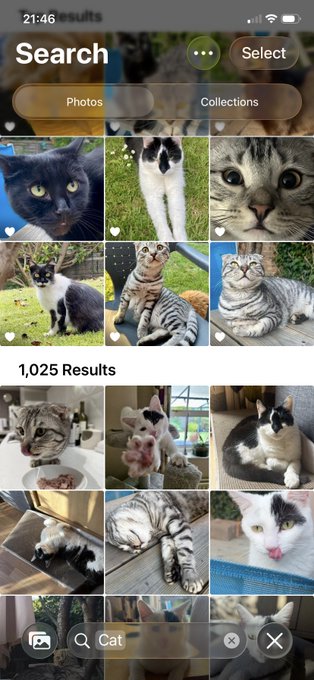 A photo search app interface displaying '1,025 Results' for the search term 'Cat', showing a grid of various cat photos.
