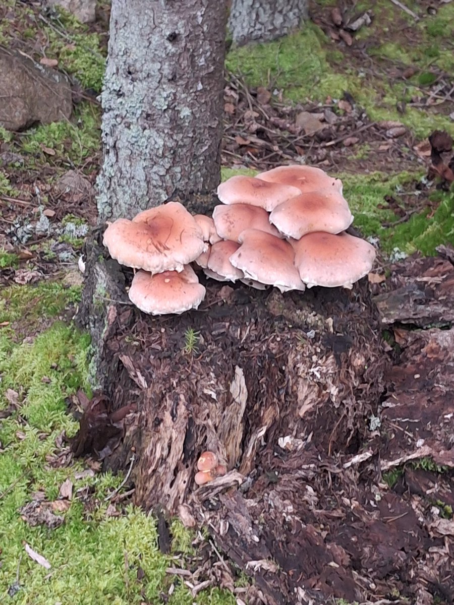 theveebit's tweet photo. i barely took any pics at the wedding but i found mushrooms https://t.co/To6LdpUzgy