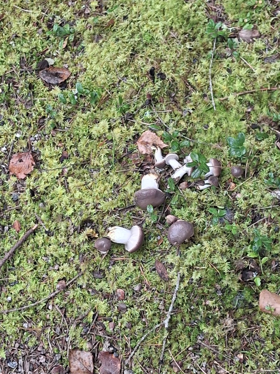 theveebit's tweet photo. i barely took any pics at the wedding but i found mushrooms https://t.co/To6LdpUzgy