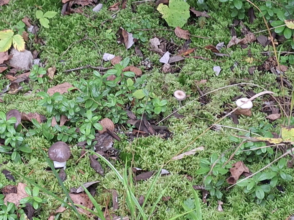 theveebit's tweet photo. i barely took any pics at the wedding but i found mushrooms https://t.co/To6LdpUzgy