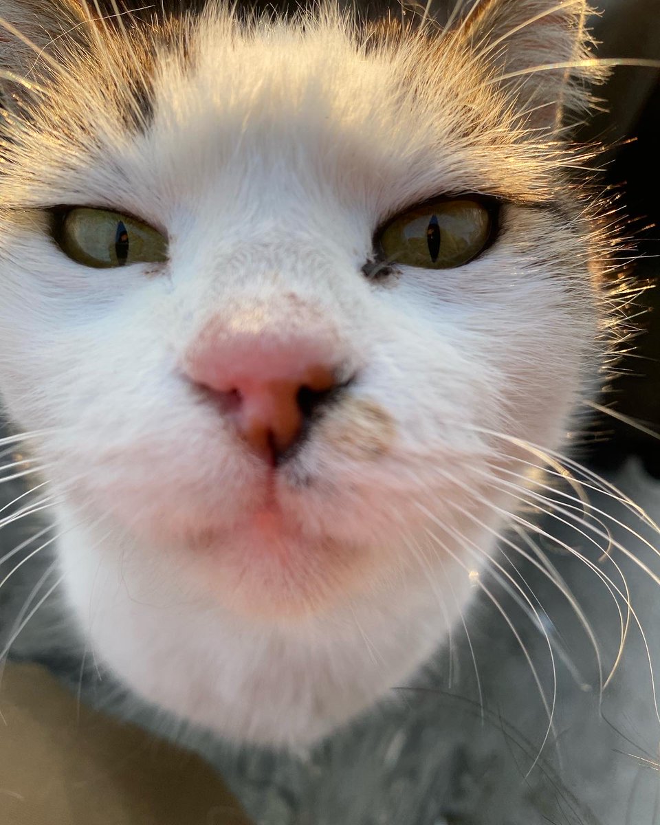 Sarpgiovi's tweet photo. Elini vicdanına koy,ben de bu hayatı senin yaşadığın gibi yaşamak istiyorum senden ne eksiğim var.
Benim günahım ne ??‼️

#4EkimiKutlamıyoruz 
#7527İptalEdilsin 
#SokakHayvanlarıSahipsizDeğil https://t.co/3uhvDgBGmv
