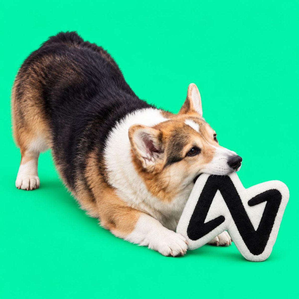 BatmanDogNear's tweet photo. @NEARProtocol @angelodotsui hello @NEARProtocol https://t.co/4VRXB1ARLu