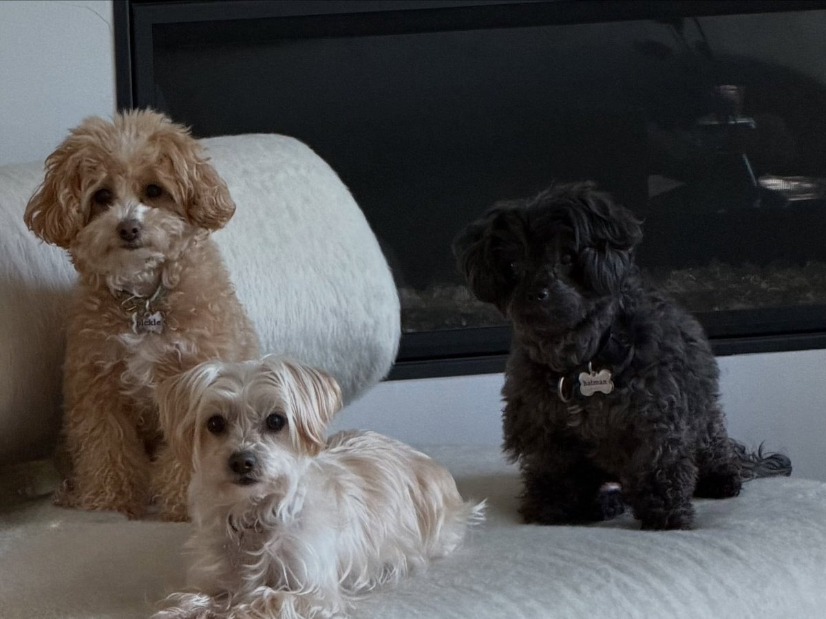demilovatobr's tweet photo. Filhinhos! Demi Lovato compartilhando novas fotos de seus cachorros em sua conta secundária no Instagram. 🤍 https://t.co/PTBVlabcpZ